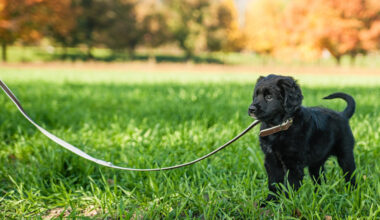 from leash to landscape what puppies teach us about attention and belonging