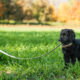 from leash to landscape what puppies teach us about attention and belonging