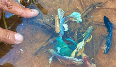 into the rice paddies the untold lives of wild betta fish