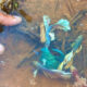 into the rice paddies the untold lives of wild betta fish
