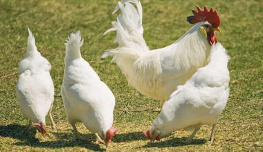 practical barnyard nutrition starting strong with leghorn layers and smart horse rations