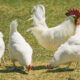 practical barnyard nutrition starting strong with leghorn layers and smart horse rations