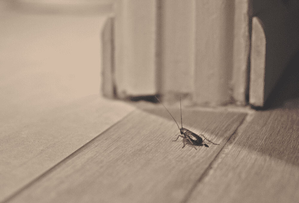 When Roaches From a Neighbor Become a Legal Problem