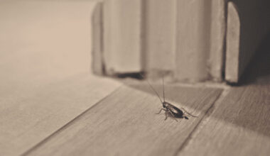When Roaches From a Neighbor Become a Legal Problem