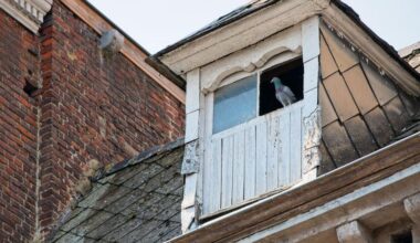 Bats in the Attic What the Noises and Signs Really Mean
