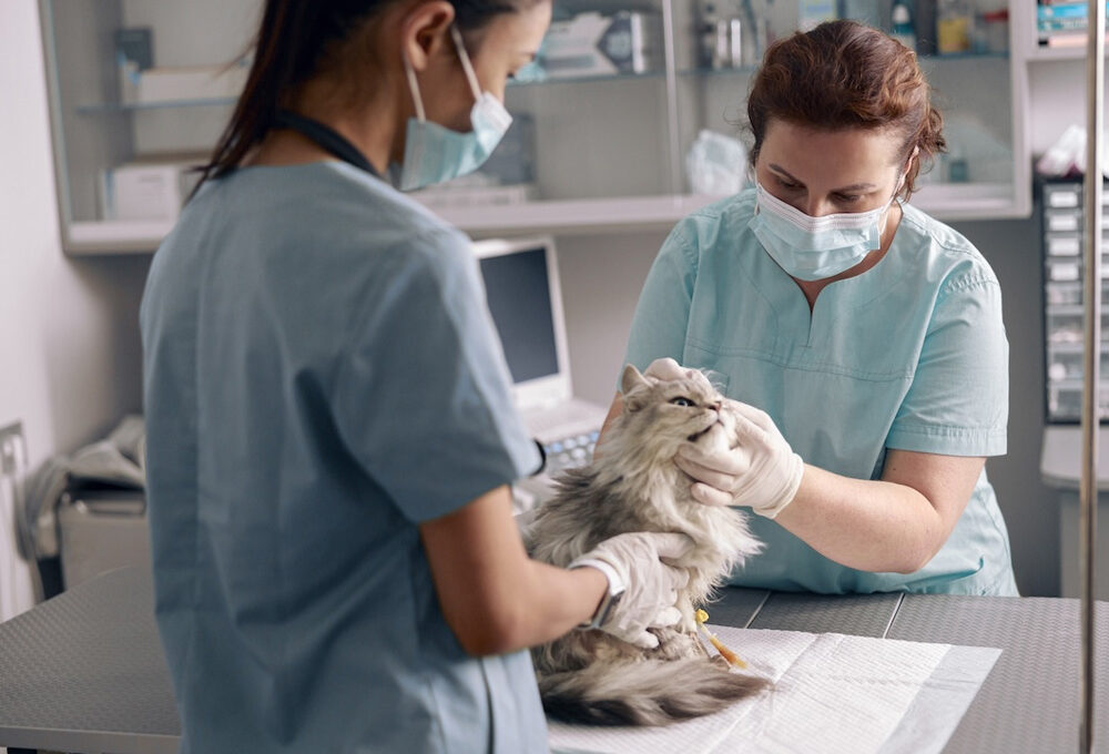 Common Questions and Answers About Disability Insurance for Practicing Veterinarians