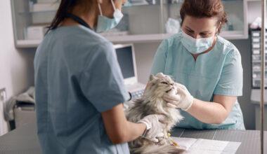 Common Questions and Answers About Disability Insurance for Practicing Veterinarians
