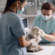 Common Questions and Answers About Disability Insurance for Practicing Veterinarians