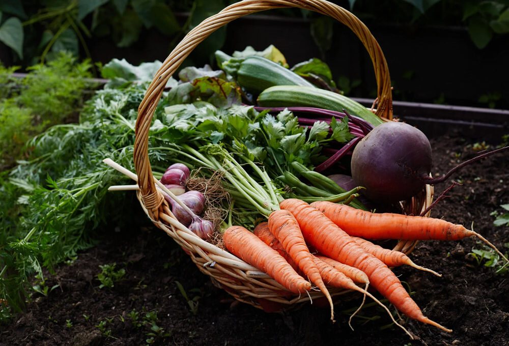 Homegrown Harvest Top Vegetables for a Thriving Garden