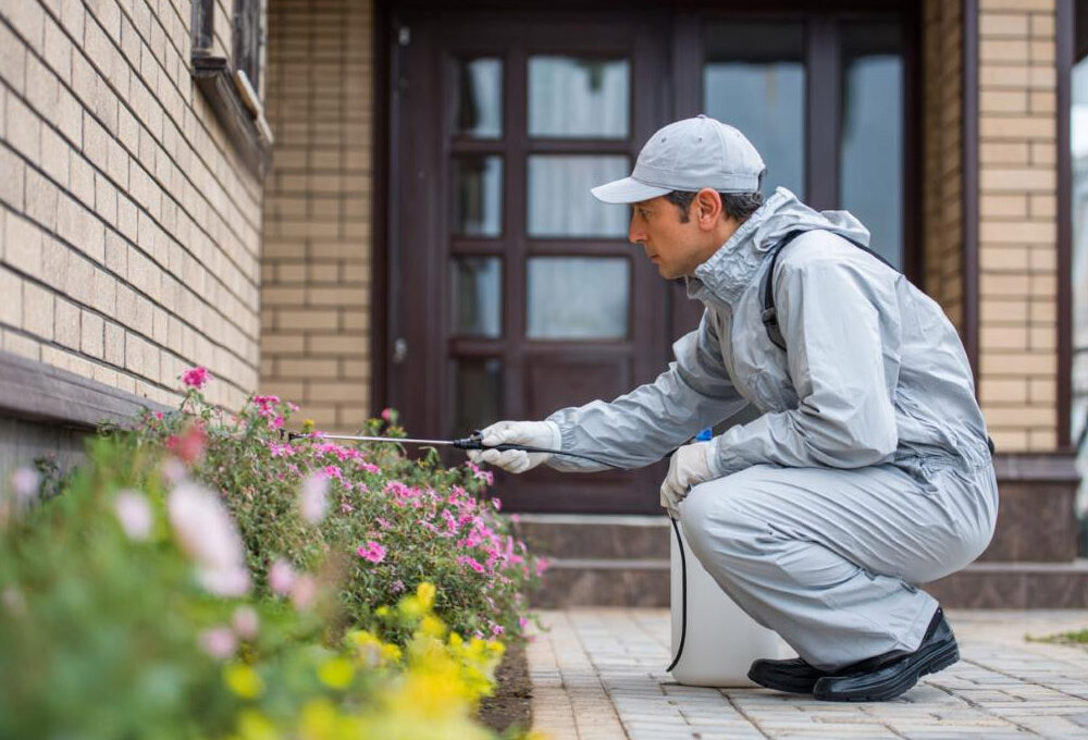 How to Pest Proof Your Property During Major Home Renovations