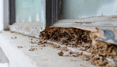 How to Spot Early Signs of a Termite Infestation in Your Home in Riverside