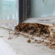 How to Spot Early Signs of a Termite Infestation in Your Home in Riverside