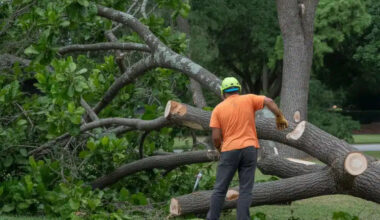 Orlandos Fastest Emergency Tree Removal Why Tree Work Now Is the Top Choice