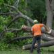 Orlandos Fastest Emergency Tree Removal Why Tree Work Now Is the Top Choice
