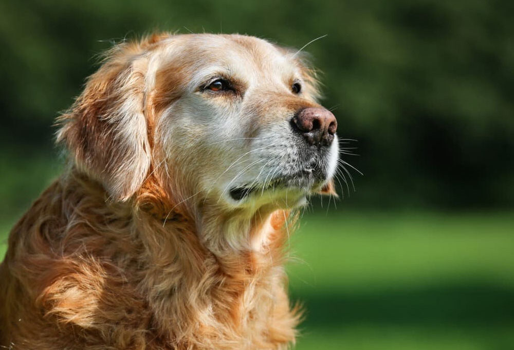 Senior Dogs