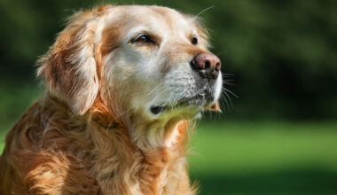 Senior Dogs
