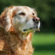 Senior Dogs