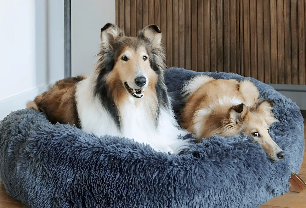 Smart Tips to Help Large Dogs Sleep Better Every Night