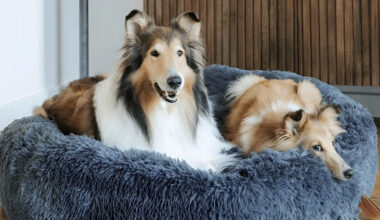 Smart Tips to Help Large Dogs Sleep Better Every Night