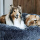 Smart Tips to Help Large Dogs Sleep Better Every Night
