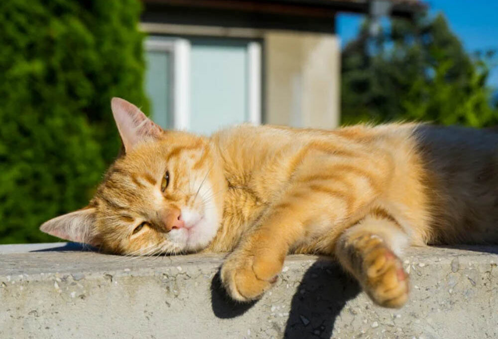 Summer Checklist for Your Senior Cat