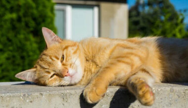 Summer Checklist for Your Senior Cat