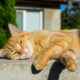 Summer Checklist for Your Senior Cat