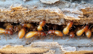 Top 5 Termite Inspection Companies in Brunswick New Hanover North Carolina