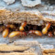 Top 5 Termite Inspection Companies in Brunswick New Hanover North Carolina