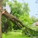 Tree Safety and Storm Preparedness in Battle Creek How Homeowners Can Protect Their Properties