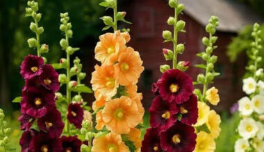 10 Best Plants to Grow in Your Home Garden