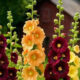10 Best Plants to Grow in Your Home Garden