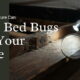How Used Furniture Can Bring Bed Bugs Into Your Home