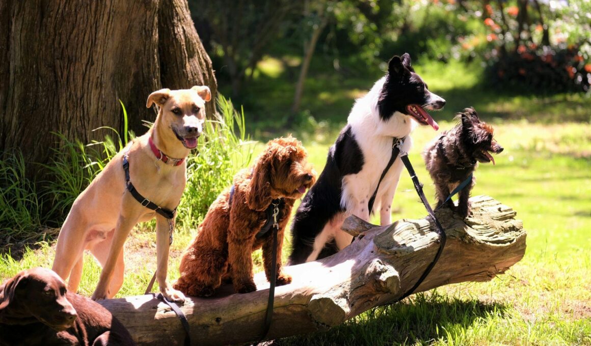 Is Your Dog Slowing Down Heres When to Take It Seriously