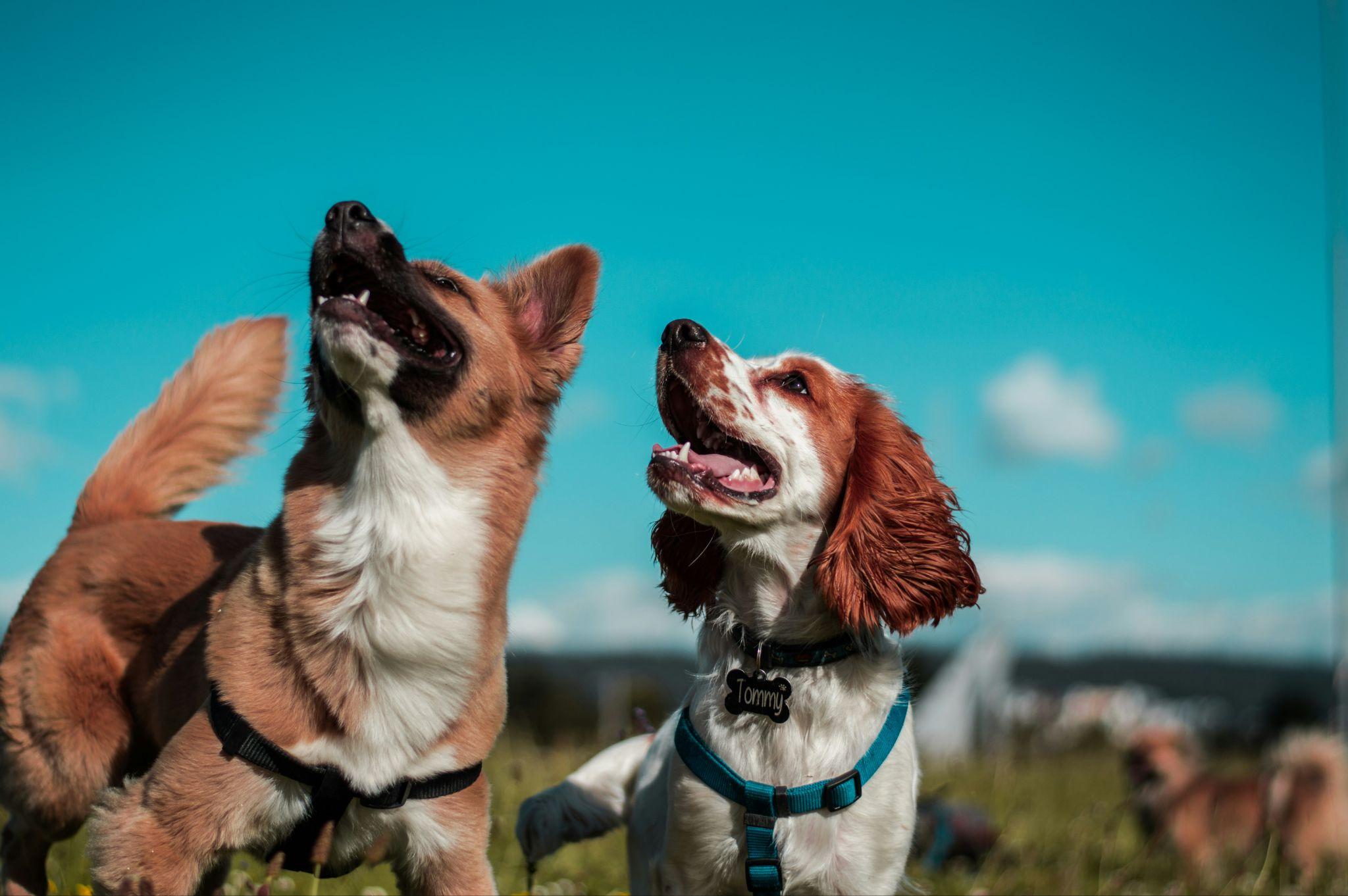 Is Your Dog Slowing Down Heres When to Take It Seriously 2