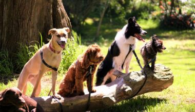 Is Your Dog Slowing Down Heres When to Take It Seriously