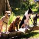 Is Your Dog Slowing Down Heres When to Take It Seriously
