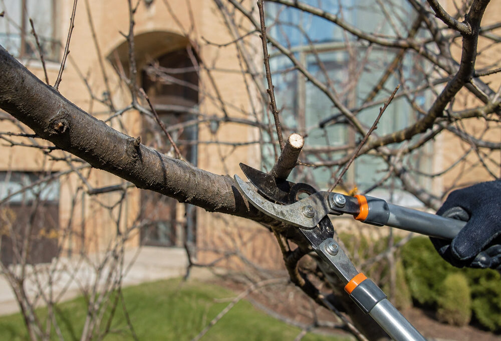 The Right Time to Prune in Milwaukee and the Cuts That Cause Damage