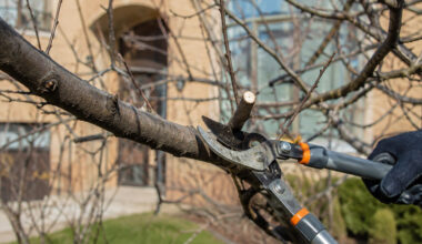 The Right Time to Prune in Milwaukee and the Cuts That Cause Damage