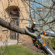 The Right Time to Prune in Milwaukee and the Cuts That Cause Damage