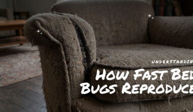 Understanding How Fast Bed Bugs Reproduce