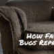 Understanding How Fast Bed Bugs Reproduce