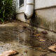 Why Moisture Problems Around a House Can Create Conditions That Attract Unwanted Pests