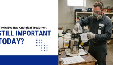 Why is Bed Bug Chemical Treatment Still Important Today