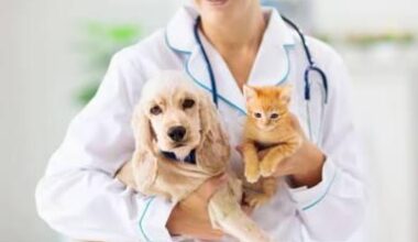 7 Essential Preventative Health Checks Every Senior Dog Cat Needs