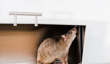Building a Stronger Barrier Against Persistent Rodent Problems