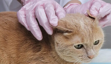 Comprehensive Flea Treatment Strategies for Managing Persistent Infestations