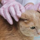 Comprehensive Flea Treatment Strategies for Managing Persistent Infestations
