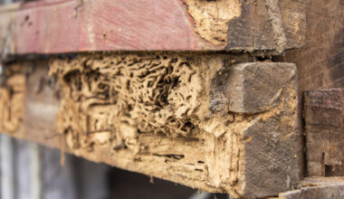 Termites A Complete Guide to Protecting Your Property From Hidden Damage