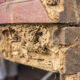 Termites A Complete Guide to Protecting Your Property From Hidden Damage